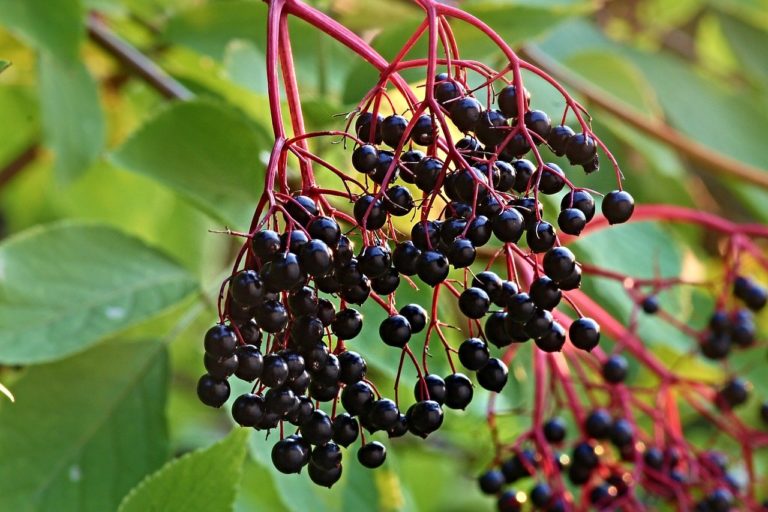 health benefits of elderberry